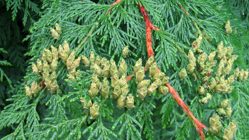 Thuja plicata Blatt