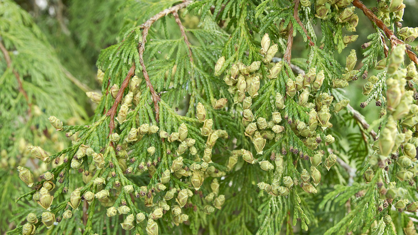 Thuja plicata Blatt