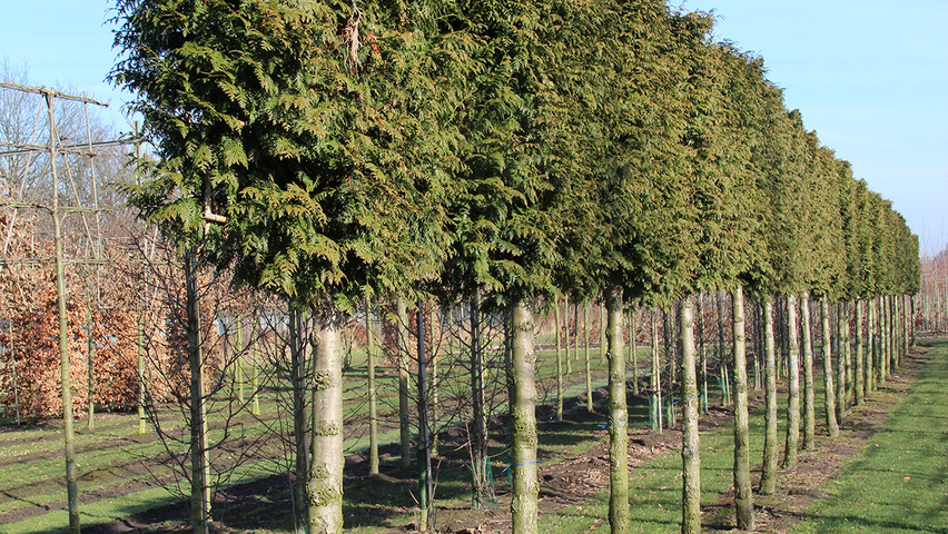 Thuja plicata Spalierschirm
