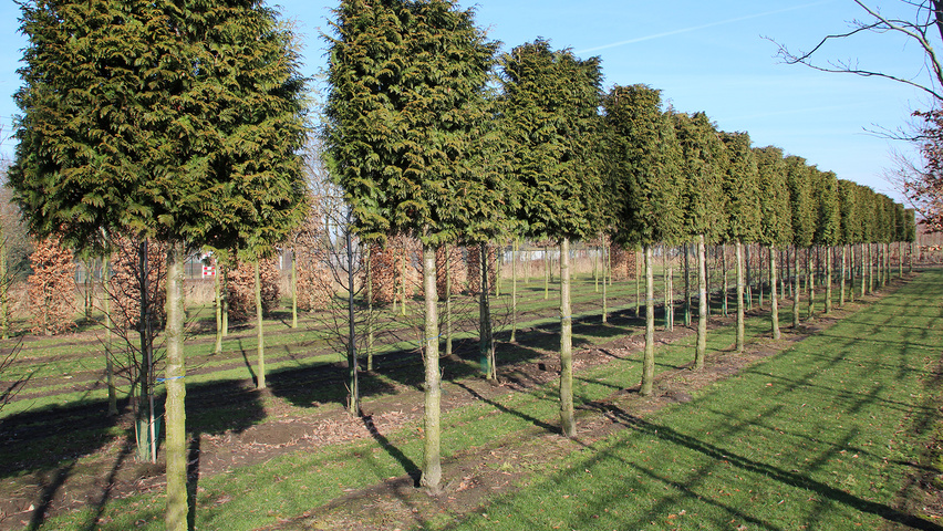 Thuja plicata Spalierschirm