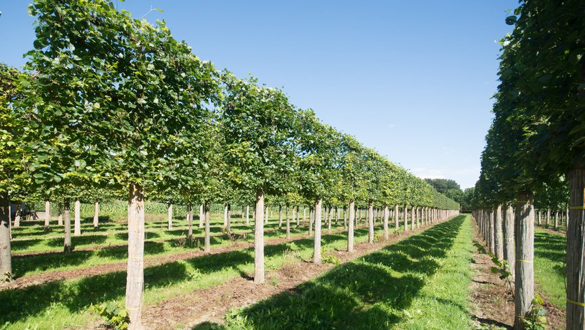 Tilia x euchlora  leischerm