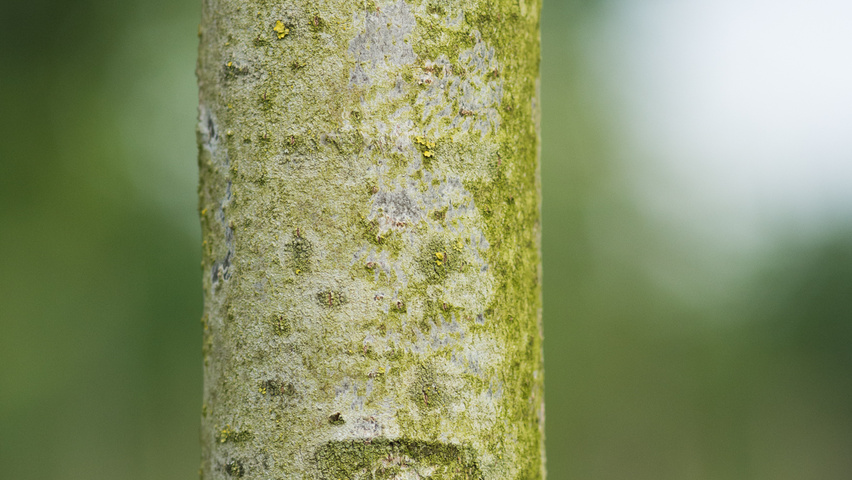 Tilia americana 'American Sentry' кора