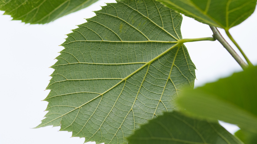 Tilia americana 'American Sentry' листья