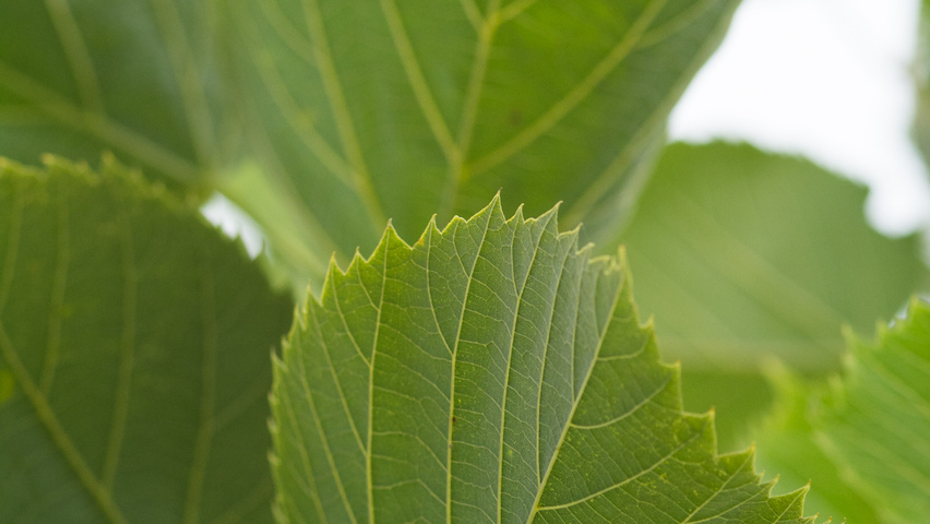 Tilia americana 'American Sentry' листья