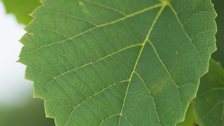 Tilia americana 'American Sentry' листья