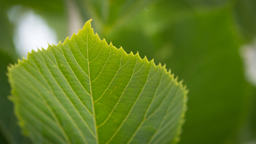 Tilia americana 'American Sentry' листья