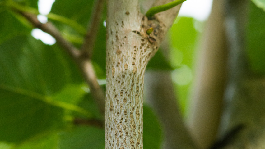 Tilia americana 'American Sentry' ветви