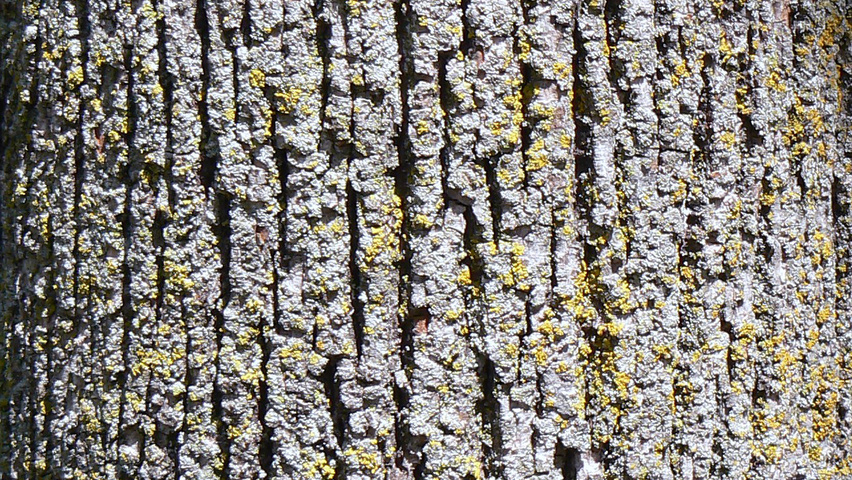 Tilia americana kora