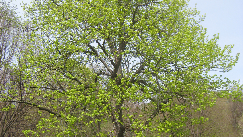Tilia americana pienne