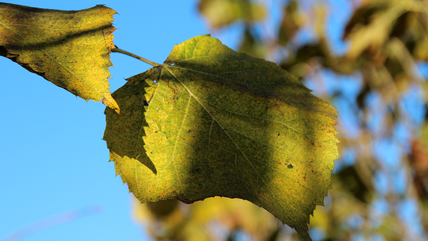 Tilia americana 'Nova' autumn leaves