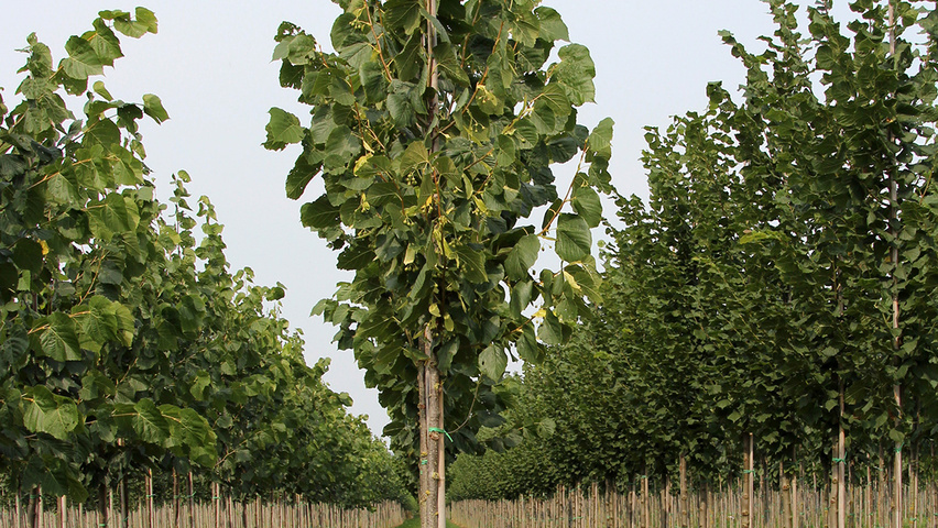Tilia americana 'Nova' standard tree