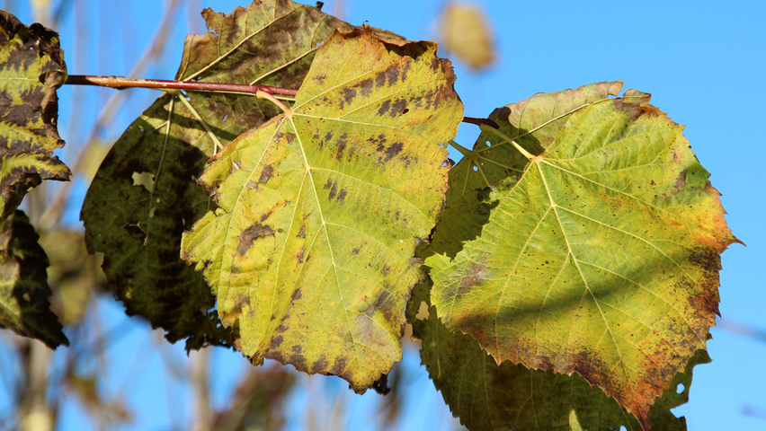 Tilia americana 'Redmond' herfstblad