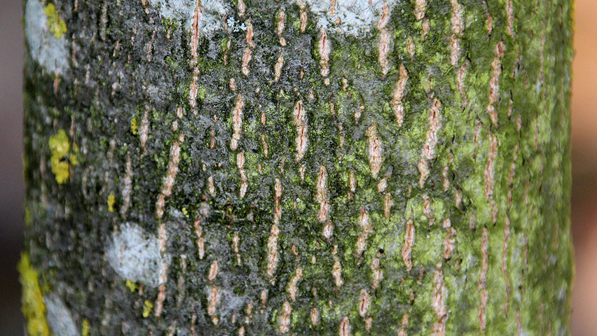 Tilia americana 'Redmond' bast