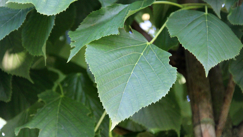 Tilia americana 'Redmond' blad