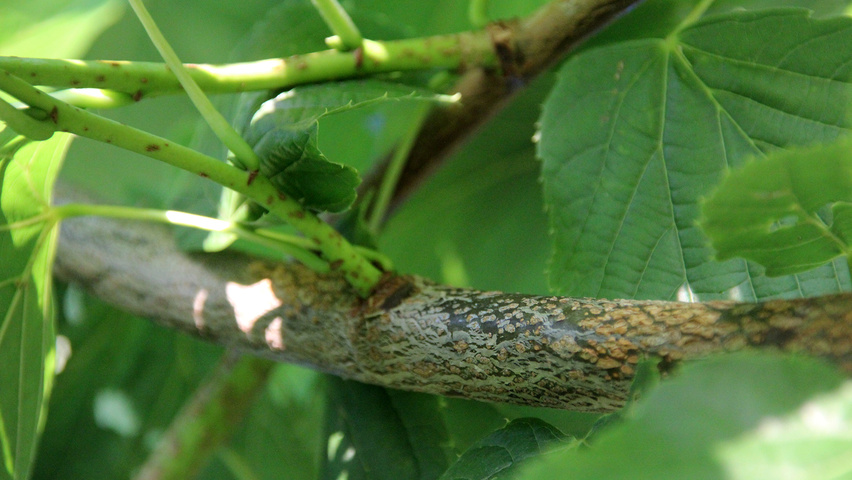 Tilia americana 'Redmond' twijgen