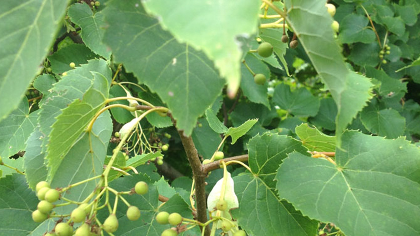 Tilia amurensis owoce