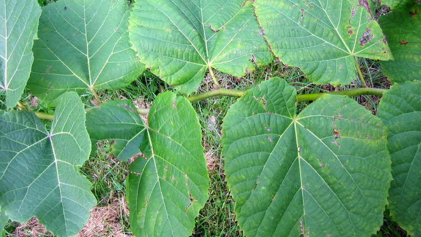 Tilia amurensis liście