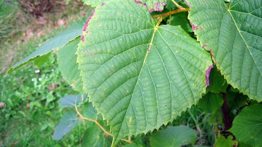 Tilia amurensis liście