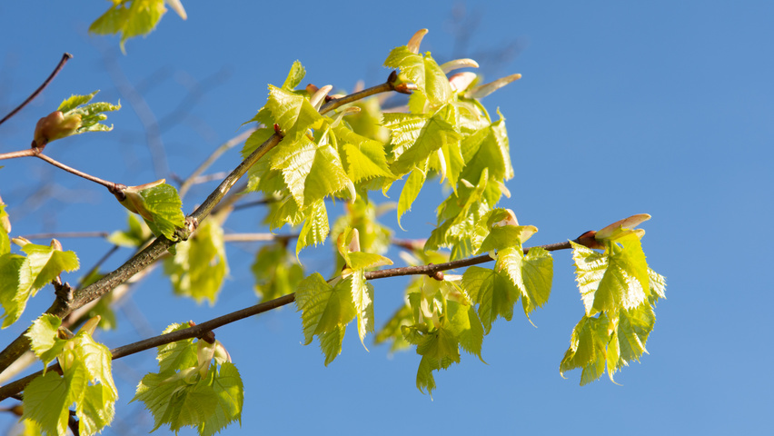 Tilia amurensis liście