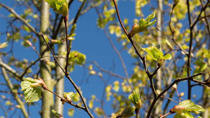 Tilia amurensis liście