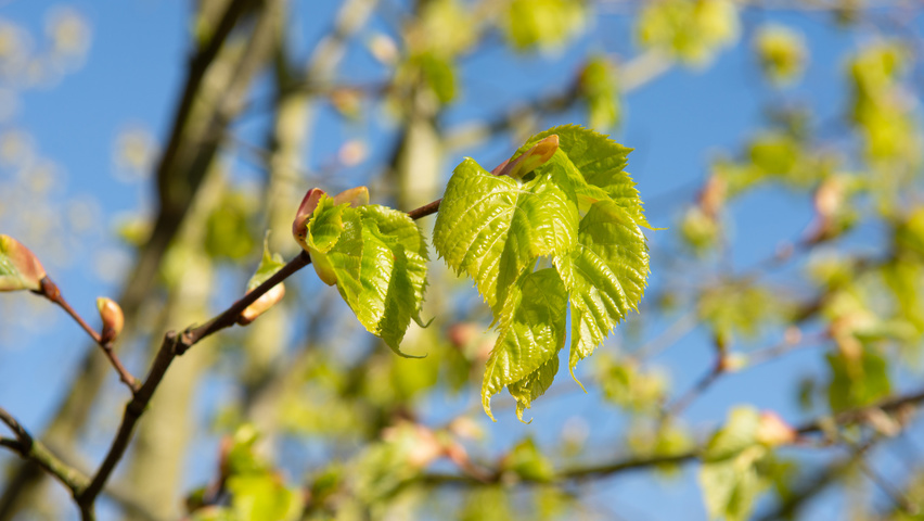 Tilia amurensis liście