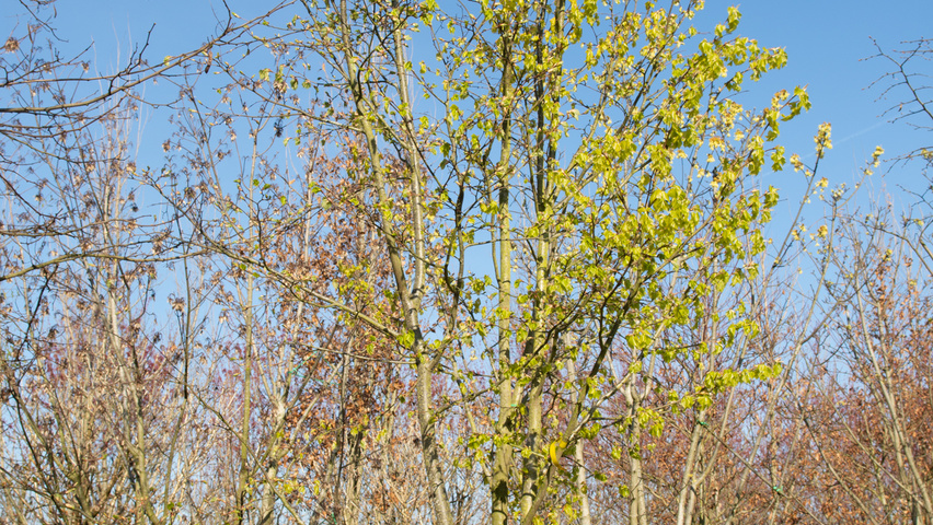 Tilia amurensis wielopniowy