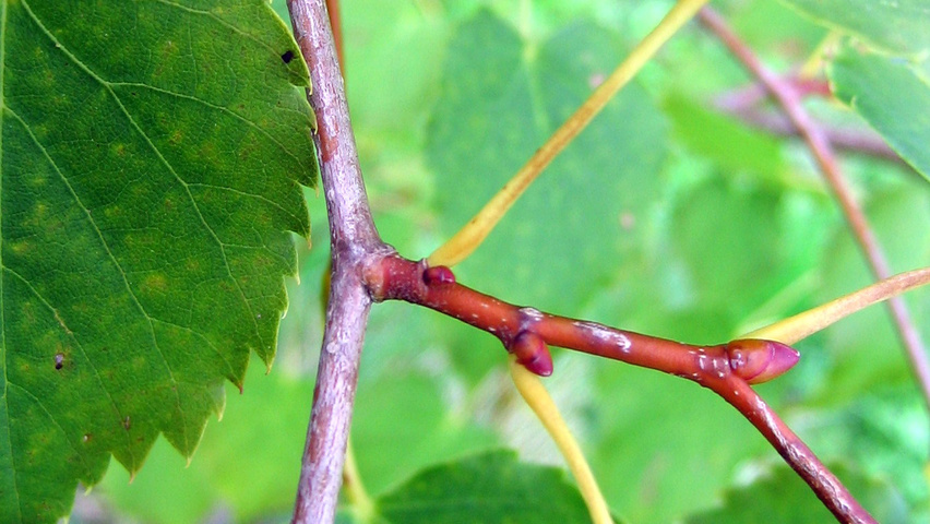 Tilia amurensis pędy