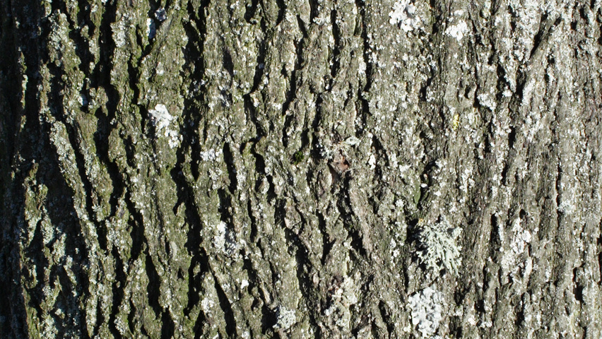 Tilia cordata Rinden