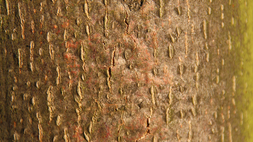 Tilia cordata 'Böhlje' bark