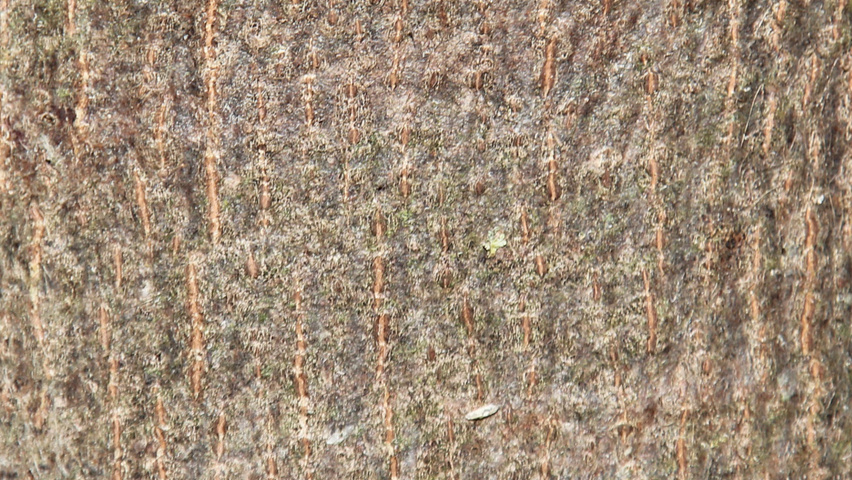 Tilia cordata 'Böhlje' bark