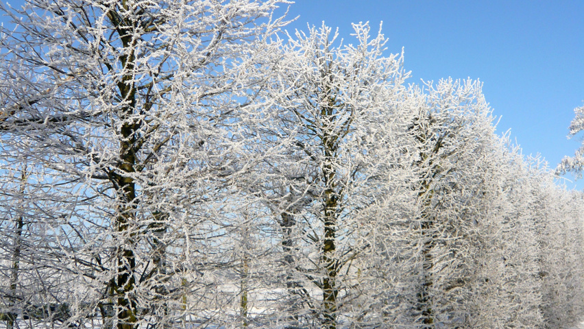 Tilia cordata 'Böhlje' block