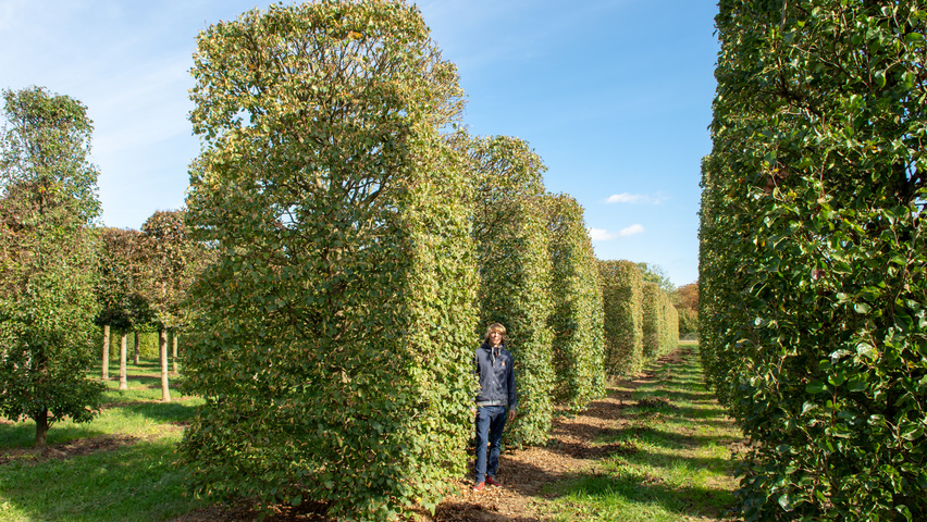 Tilia cordata 'Böhlje' block