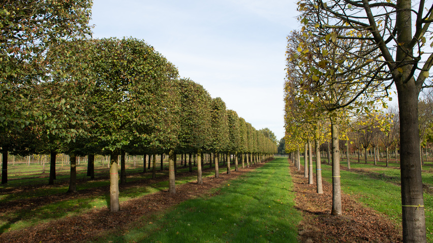 Tilia cordata 'Böhlje' block
