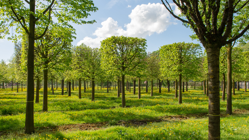 Tilia cordata 'Böhlje' block