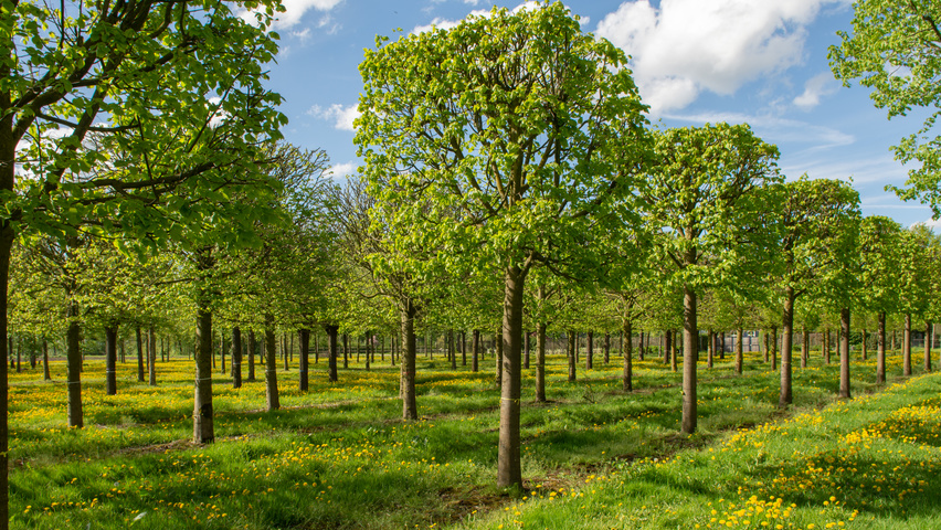 Tilia cordata 'Böhlje' block