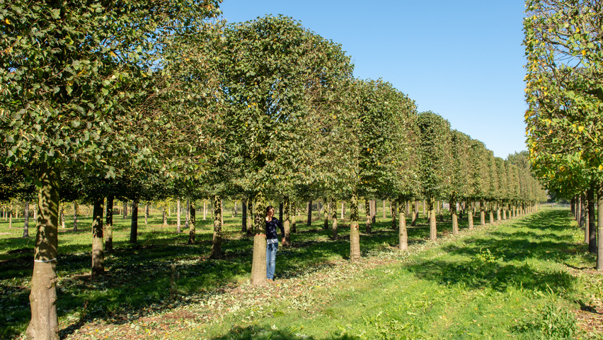 Tilia cordata 'Böhlje' block