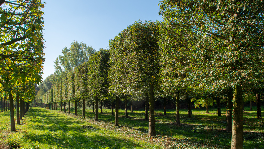 Tilia cordata 'Böhlje' block