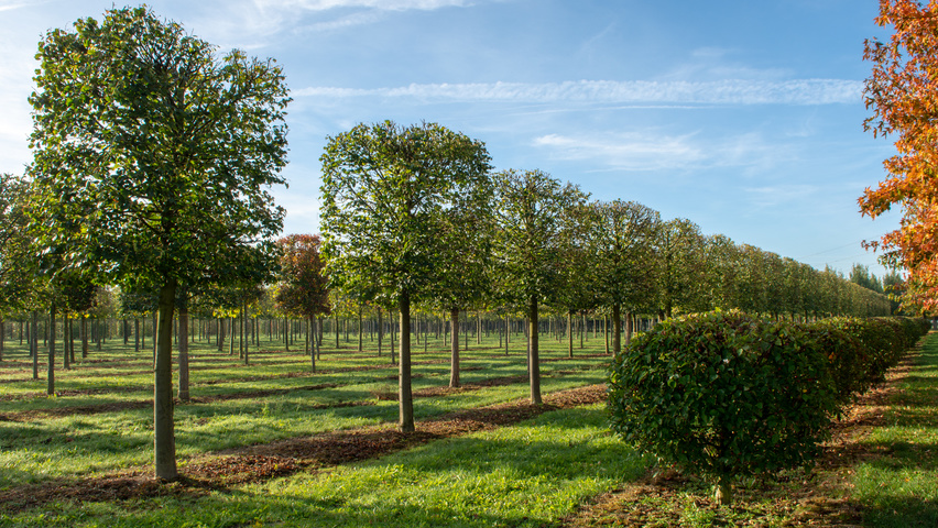 Tilia cordata 'Böhlje' block