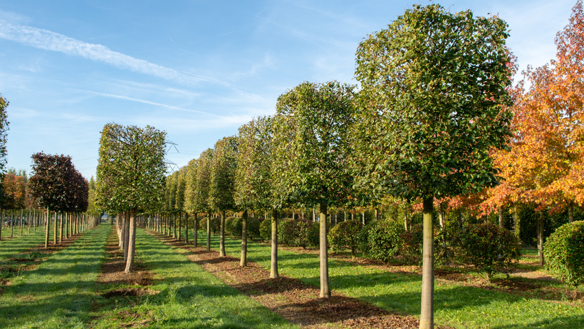 Tilia cordata 'Böhlje' block