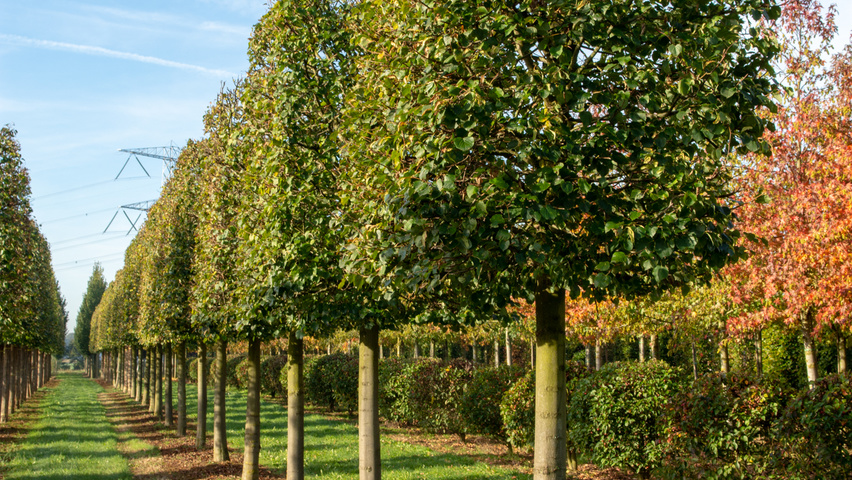 Tilia cordata 'Böhlje' block