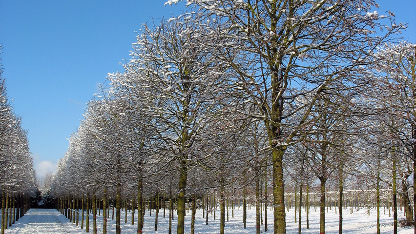 Tilia cordata 'Böhlje' block