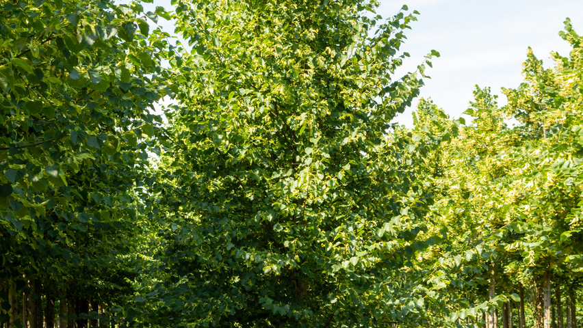 Tilia cordata 'Böhlje' feathered