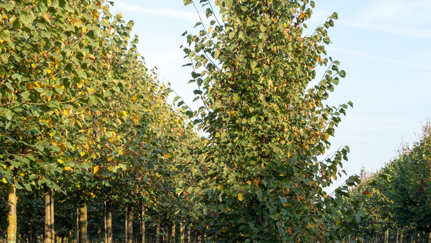 Tilia cordata 'Böhlje' feathered