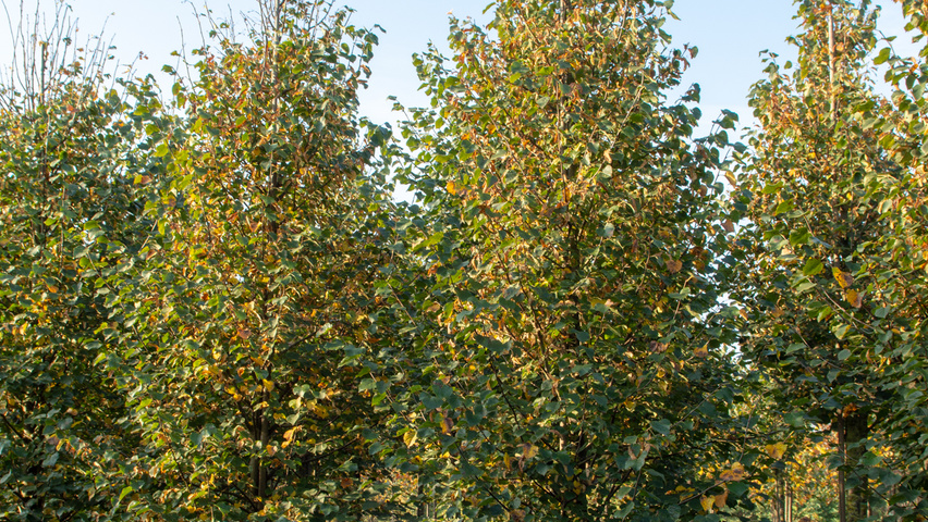 Tilia cordata 'Böhlje' feathered