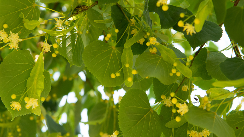 Tilia cordata 'Böhlje' flowers