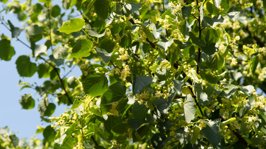 Tilia cordata 'Böhlje' flowers