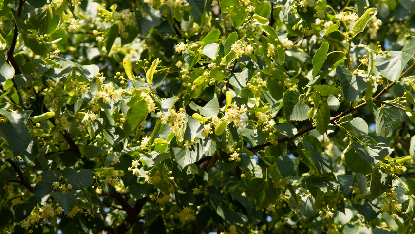 Tilia cordata 'Böhlje' flowers
