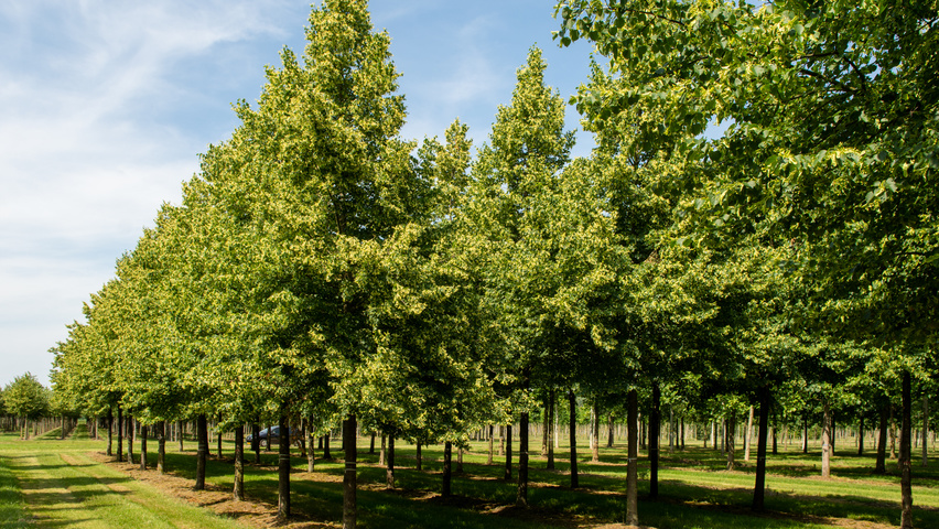 Tilia cordata 'Böhlje' standard tree