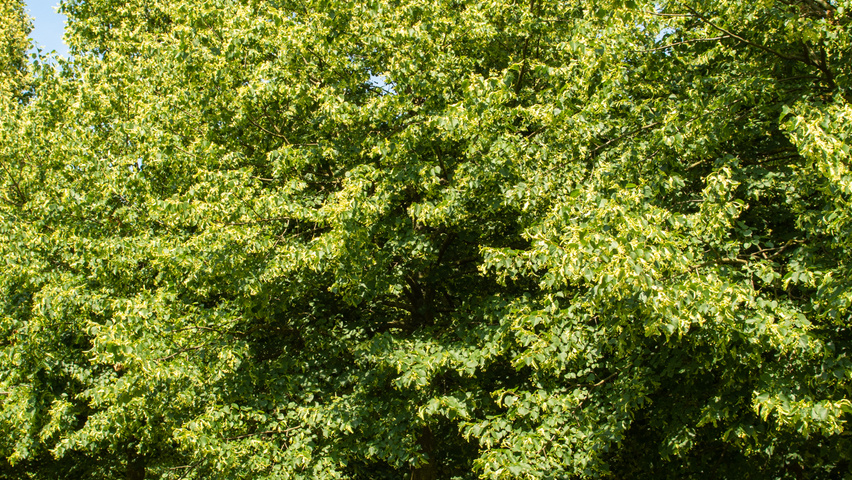 Tilia cordata 'Böhlje' standard tree