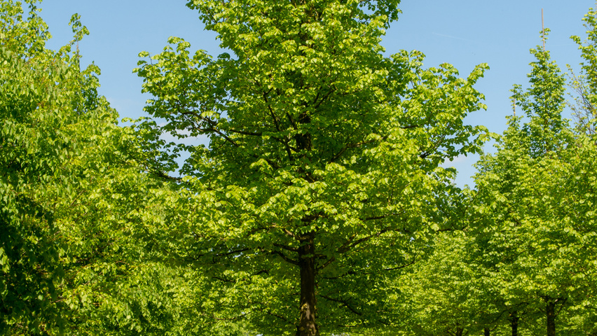 Tilia cordata 'Böhlje' standard tree